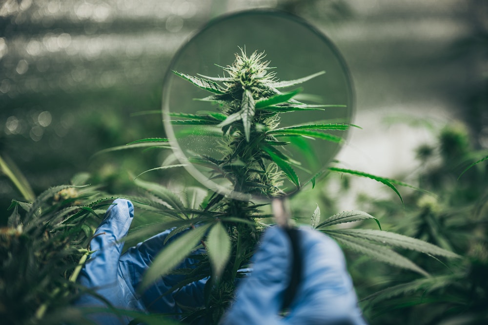 Franchises : le marché du CBD en pleine explosion